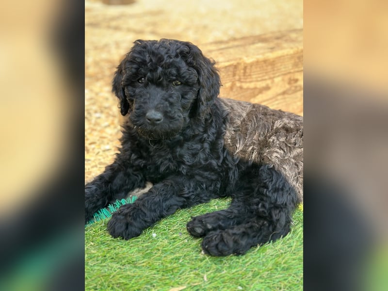 Goldendoodle F1b