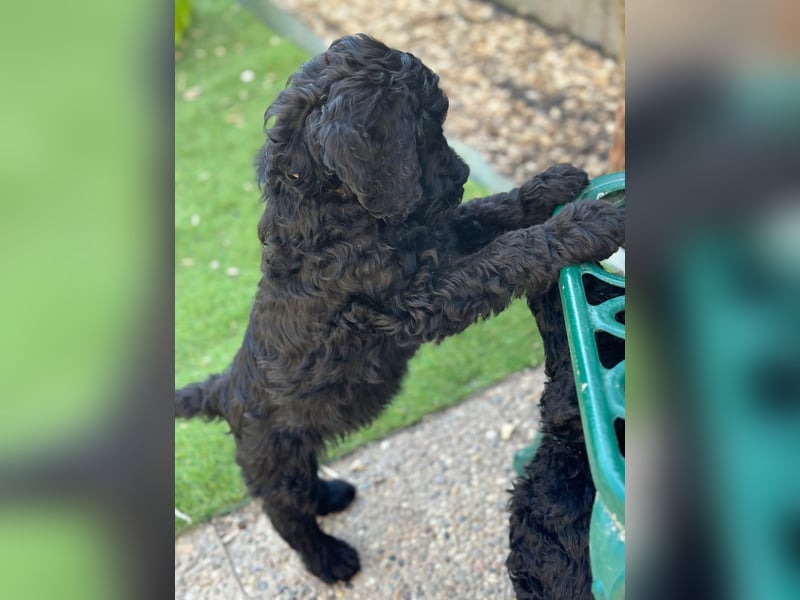 Goldendoodle F1b