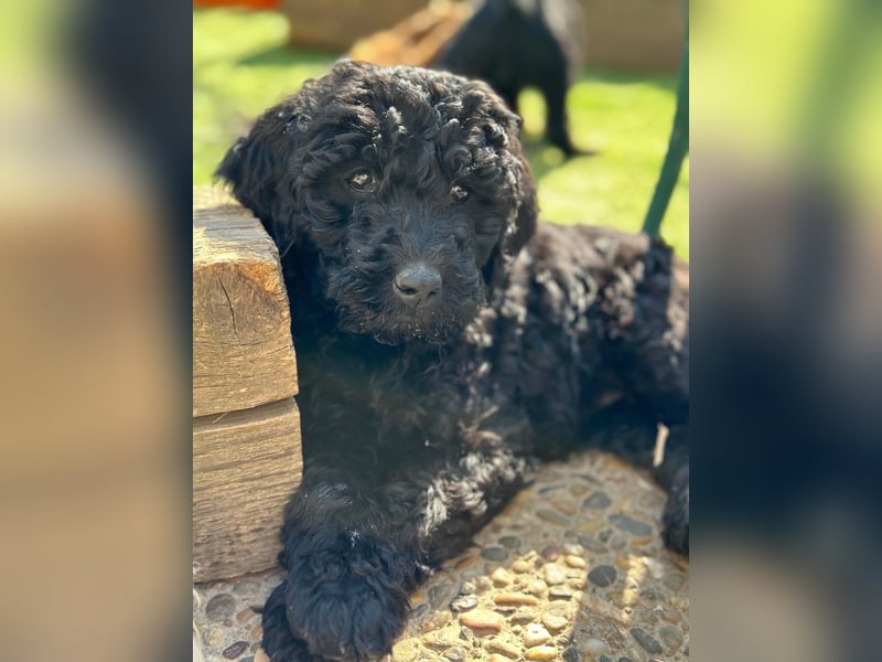 Goldendoodle F1b