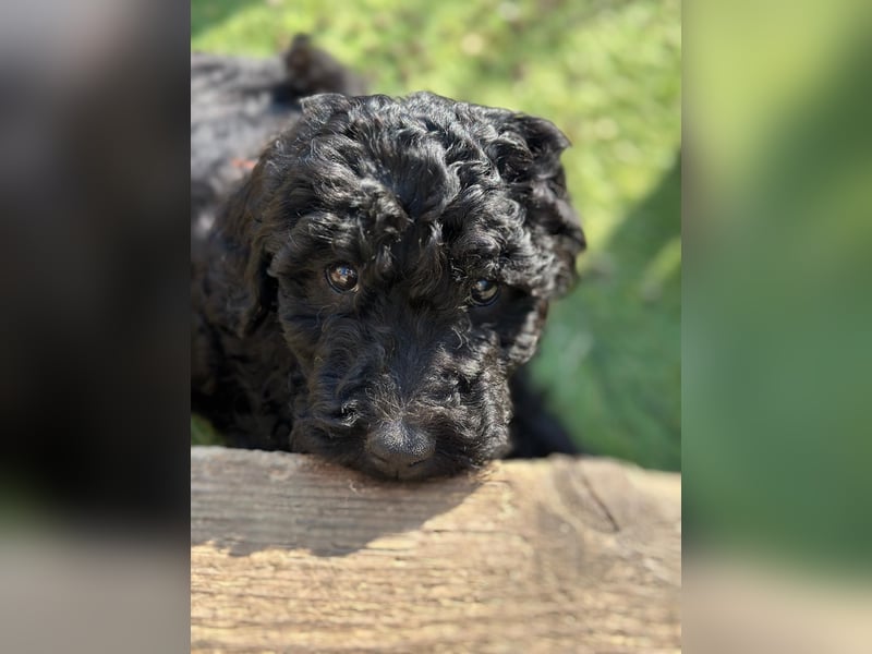 Goldendoodle F1b