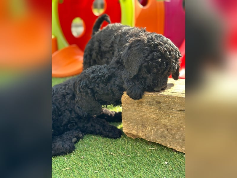 Goldendoodle F1b