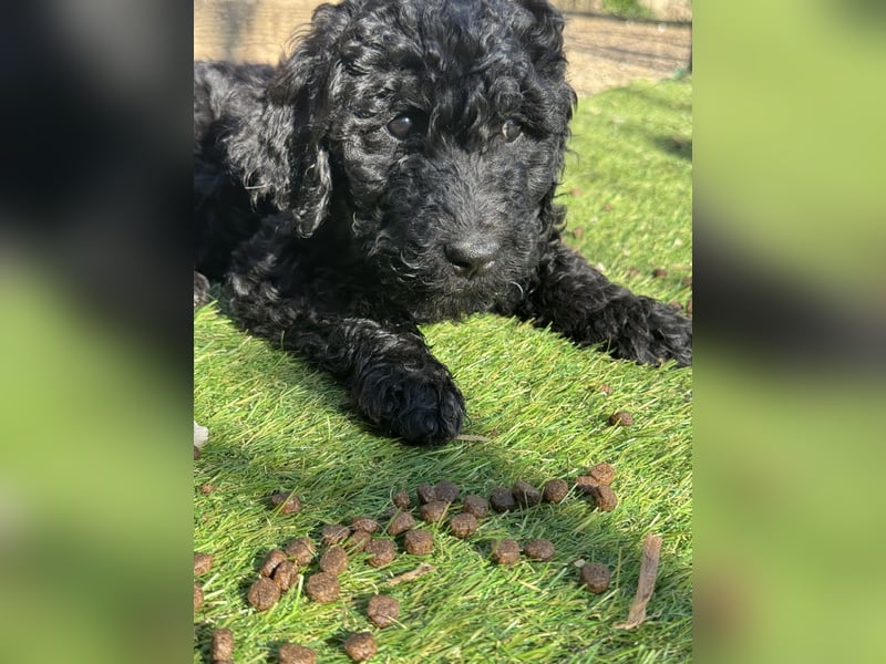 Goldendoodle F1b