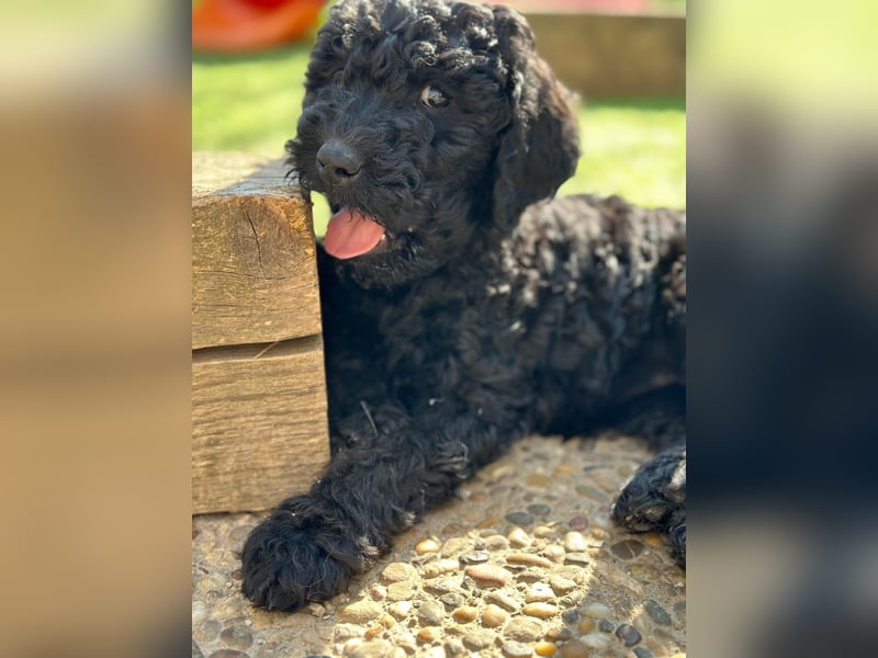 Goldendoodle F1b