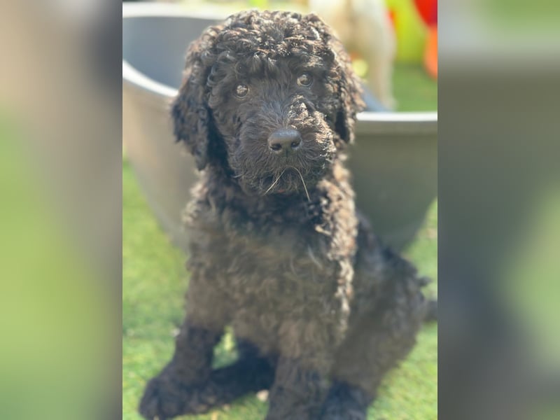 Goldendoodle F1b