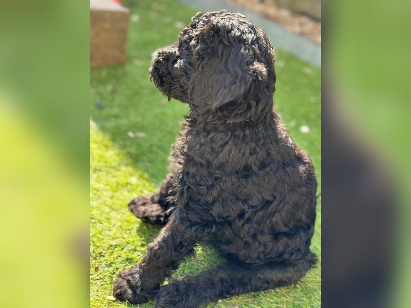 Goldendoodle F1b