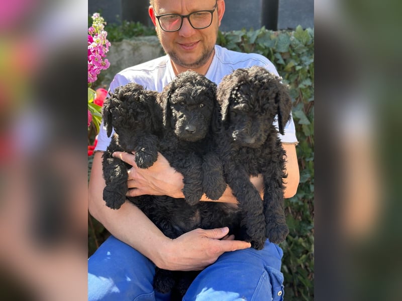 Goldendoodle F1b
