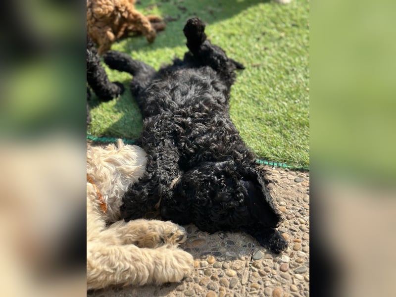 Goldendoodle F1b