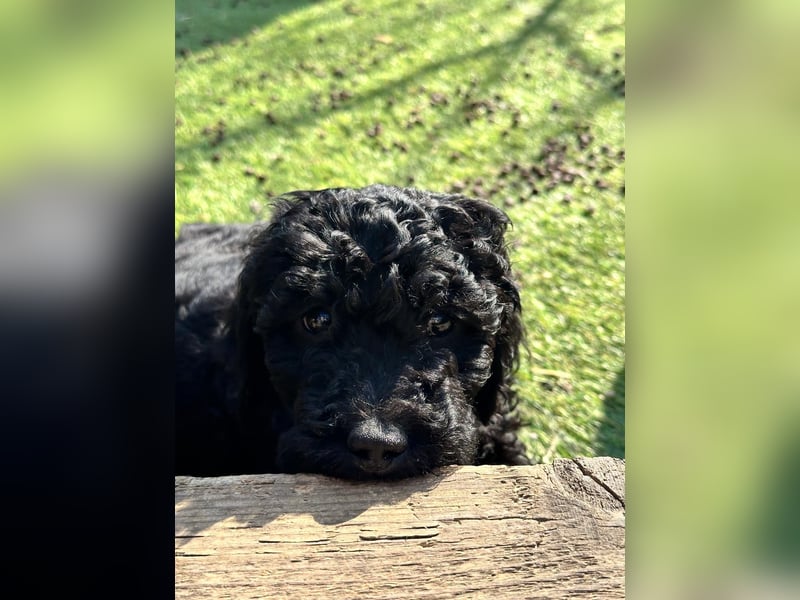 Goldendoodle F1b