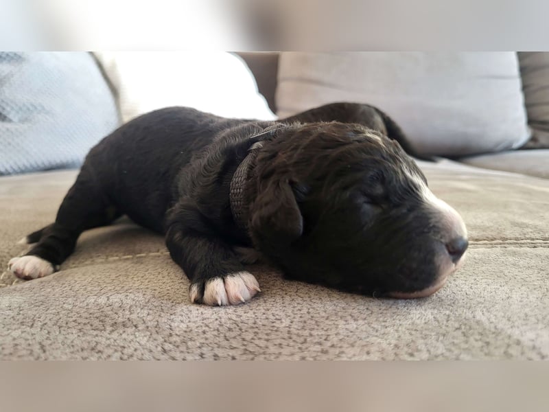 Bergadoodle Bergamasker Barbet Mix Bergamasco Franz. Wasserhund Doodle Allergiker nicht haarend