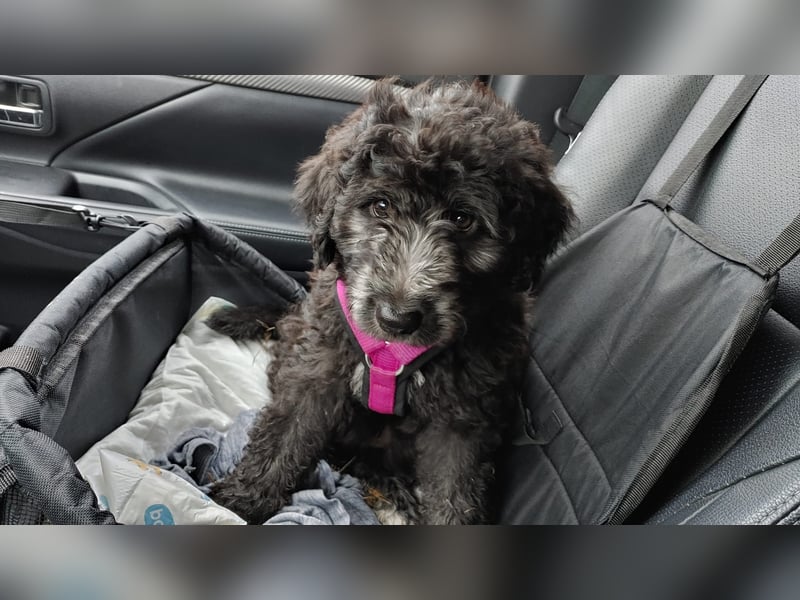 Bergadoodle Bergamasker Barbet Mix Bergamasco Franz. Wasserhund Doodle Allergiker nicht haarend