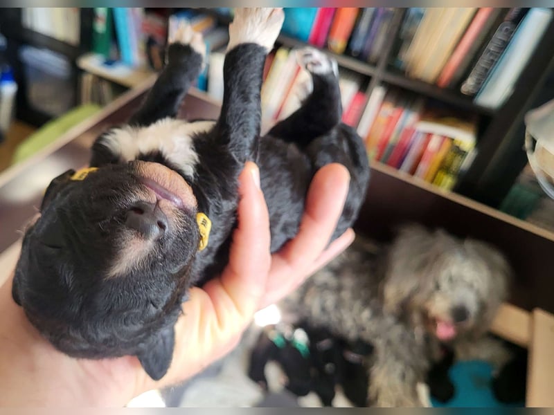 Bergadoodle Bergamasker Barbet Mix Bergamasco Franz. Wasserhund Doodle Allergiker nicht haarend