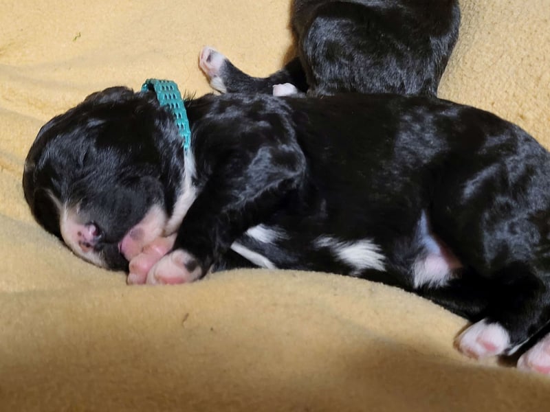 Bergadoodle Bergamasker Barbet Mix Bergamasco Franz. Wasserhund Doodle Allergiker nicht haarend