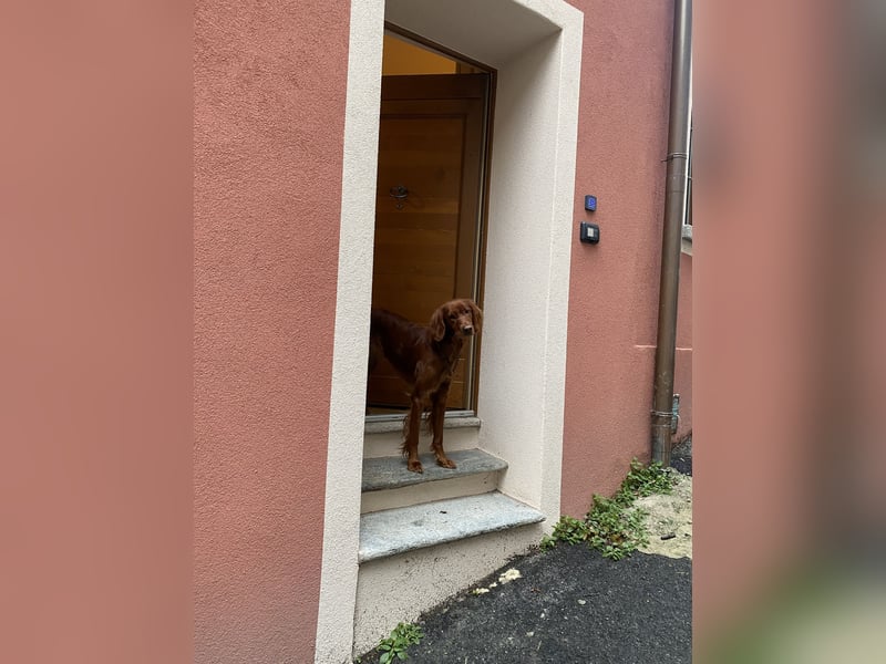 Irish/Golden Doodle Welpen ab Mitte Mai erwartet