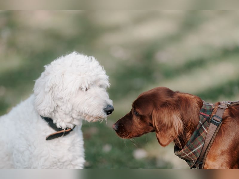 Irish/Golden Doodle Welpen ab Mitte Mai erwartet