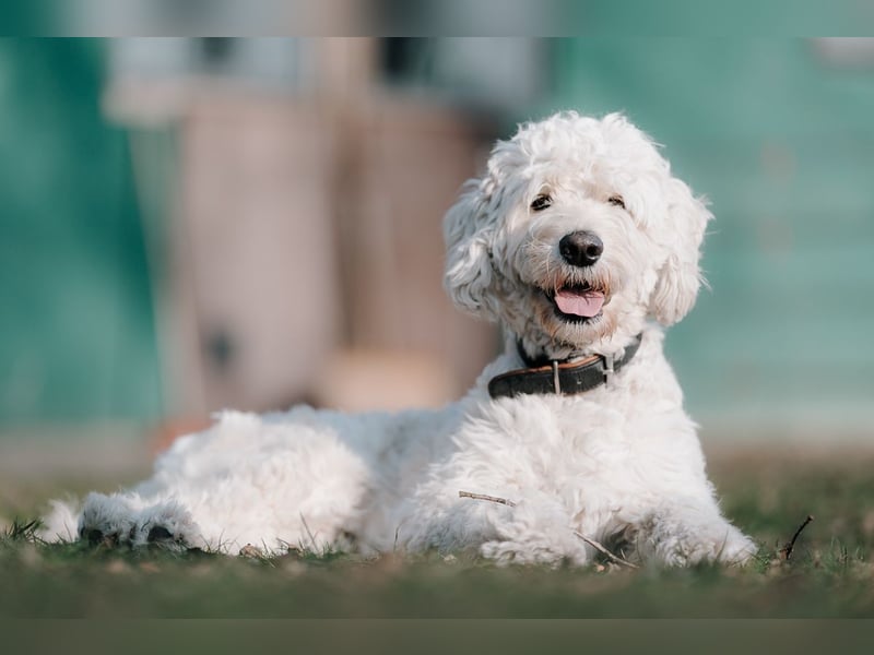 Irish/Golden Doodle Welpen ab Mitte Mai erwartet