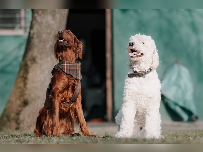 Irish/Golden Doodle Welpen ab Mitte Mai erwartet