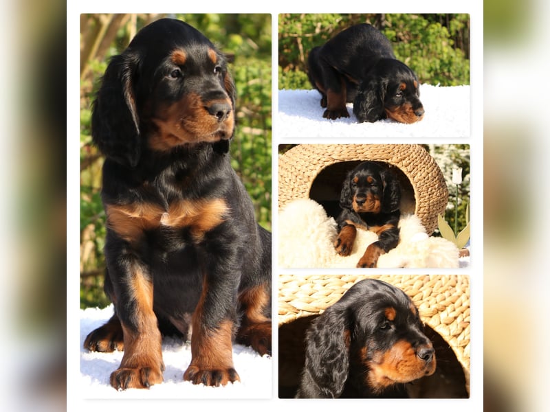 Verschmuste Gordon Setter aus familiärer Liebhaberzucht zu vermitteln