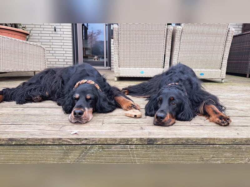 Verschmuste Gordon Setter aus familiärer Liebhaberzucht zu vermitteln