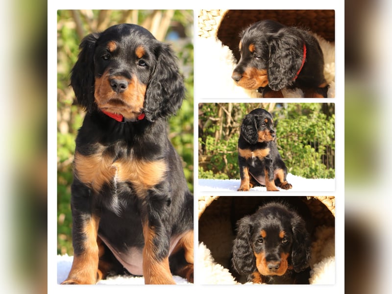 Verschmuste Gordon Setter aus familiärer Liebhaberzucht zu vermitteln