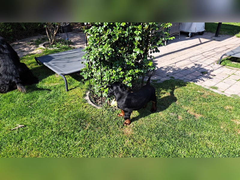 Verschmuste Gordon Setter aus familiärer Liebhaberzucht zu vermitteln
