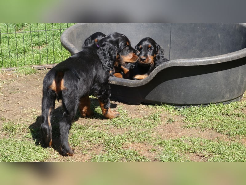 Verschmuste Gordon Setter aus familiärer Liebhaberzucht zu vermitteln
