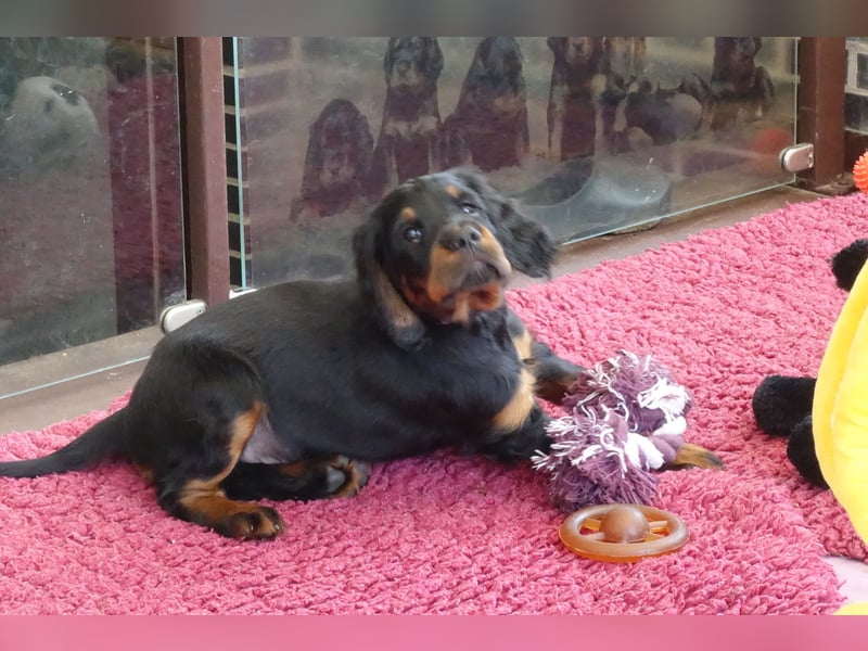Verschmuste Gordon Setter aus familiärer Liebhaberzucht zu vermitteln