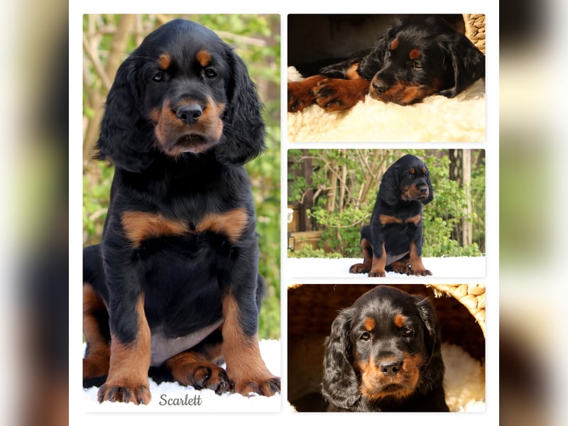 Verschmuste Gordon Setter aus familiärer Liebhaberzucht zu vermitteln