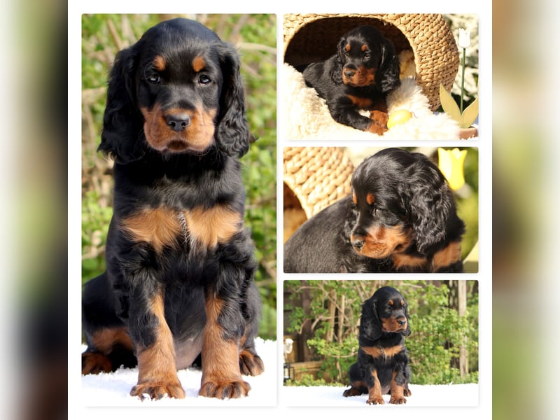 Verschmuste Gordon Setter aus familiärer Liebhaberzucht zu vermitteln