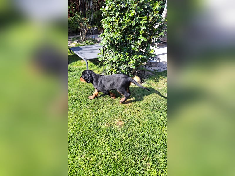 Verschmuste Gordon Setter aus familiärer Liebhaberzucht zu vermitteln