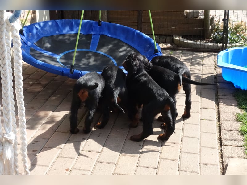 Verschmuste Gordon Setter aus familiärer Liebhaberzucht zu vermitteln