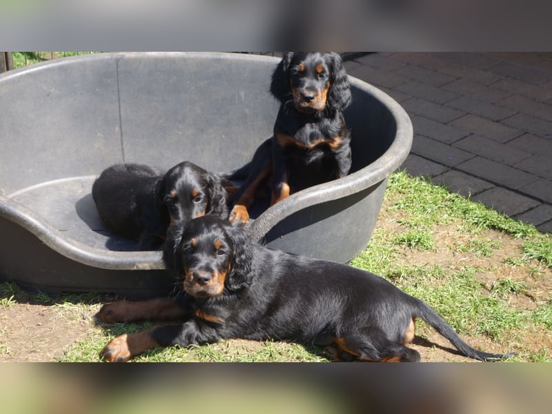Verschmuste Gordon Setter aus familiärer Liebhaberzucht zu vermitteln