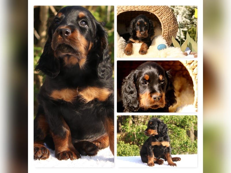 Verschmuste Gordon Setter aus familiärer Liebhaberzucht zu vermitteln