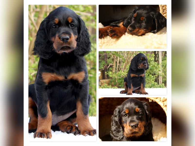 Verschmuste Gordon Setter aus familiärer Liebhaberzucht zu vermitteln