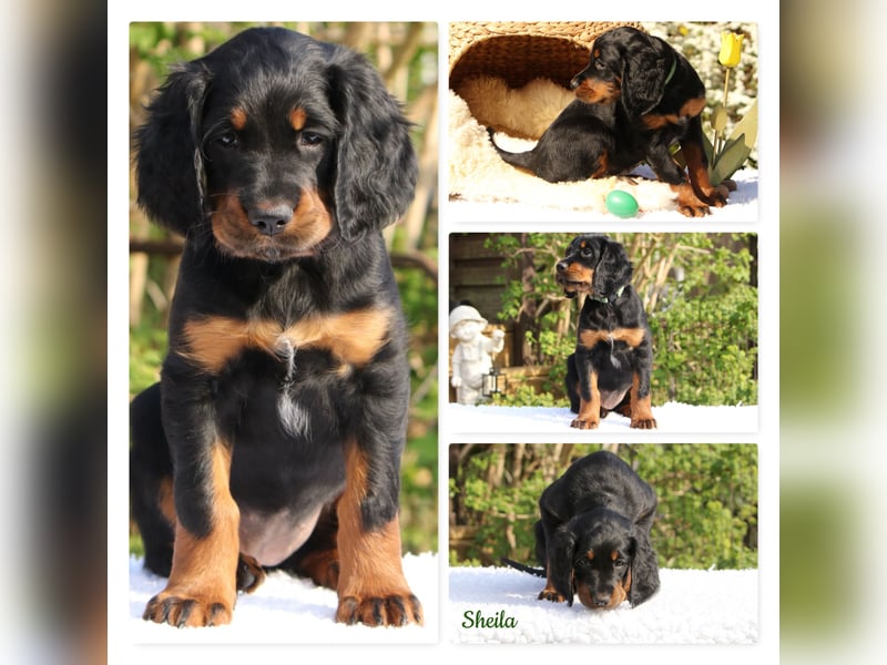 Verschmuste Gordon Setter aus familiärer Liebhaberzucht zu vermitteln