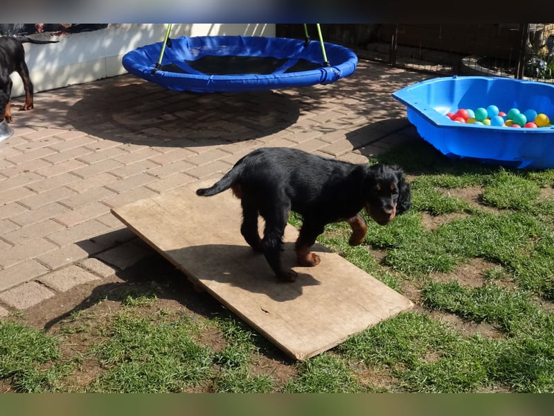 Verschmuste Gordon Setter aus familiärer Liebhaberzucht zu vermitteln