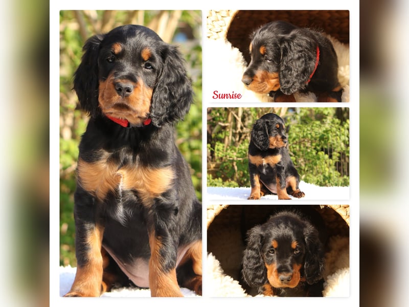Verschmuste Gordon Setter aus familiärer Liebhaberzucht zu vermitteln