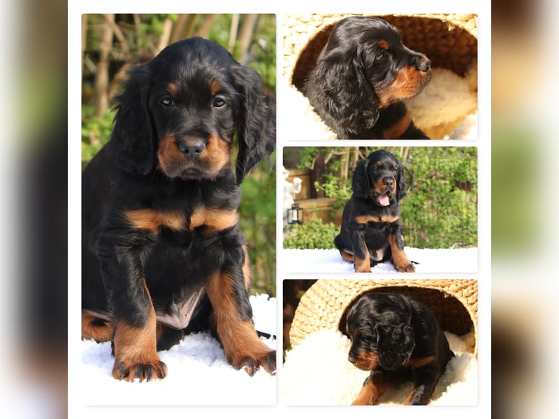 Verschmuste Gordon Setter aus familiärer Liebhaberzucht zu vermitteln