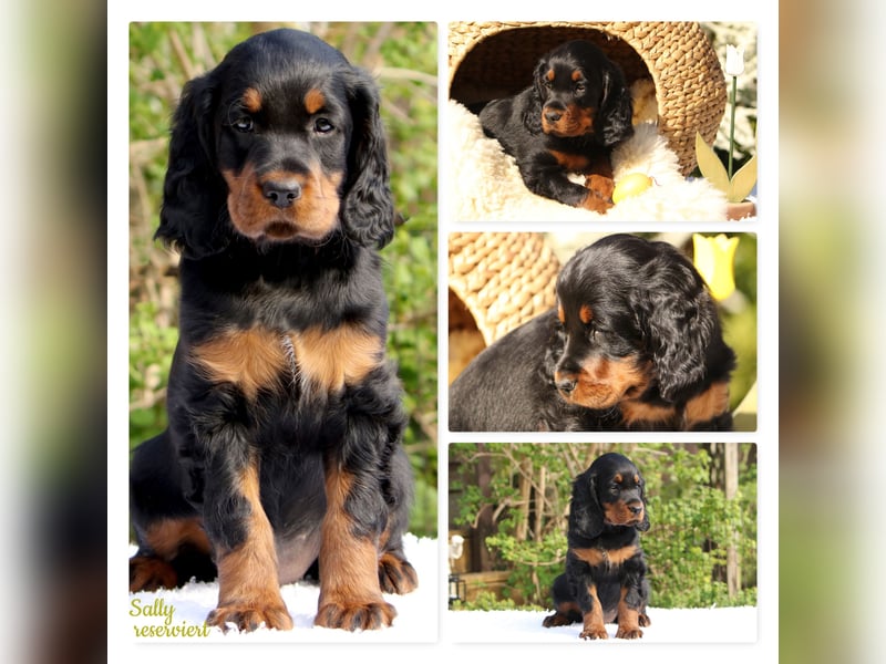 Verschmuste Gordon Setter aus familiärer Liebhaberzucht zu vermitteln