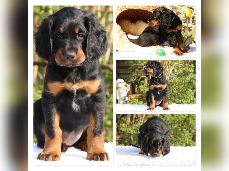 Verschmuste Gordon Setter aus familiärer Liebhaberzucht zu vermitteln