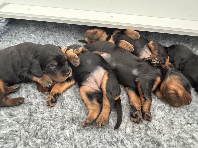 Gordon Setter Hündin -Welpe