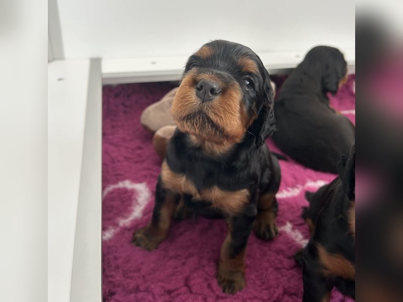 Gordon Setter Hündin -Welpe
