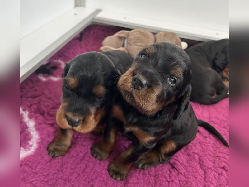 Gordon Setter Hündin -Welpe