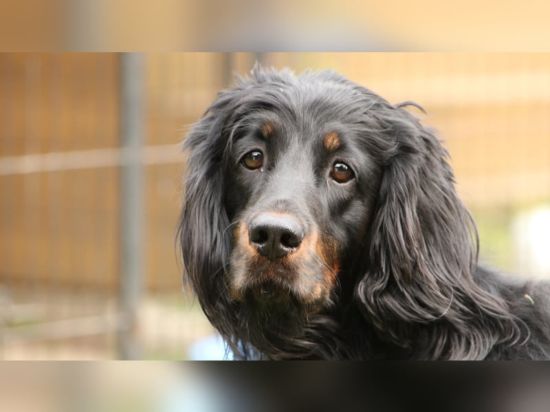 2 liebenswerte Gordon Setter aus Liebhaberzucht suchen Kuschelpartner