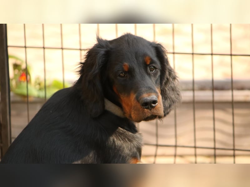2 liebenswerte Gordon Setter aus Liebhaberzucht suchen Kuschelpartner