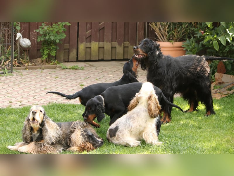 2 liebenswerte Gordon Setter aus Liebhaberzucht suchen Kuschelpartner