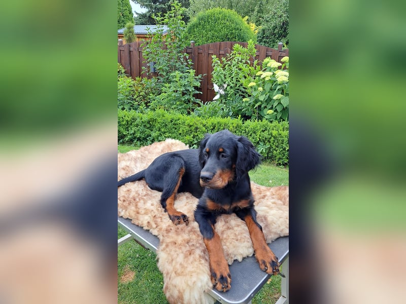 Gordon Setter Mädchen Sheila und Sally suchen nette Kuschelpartner