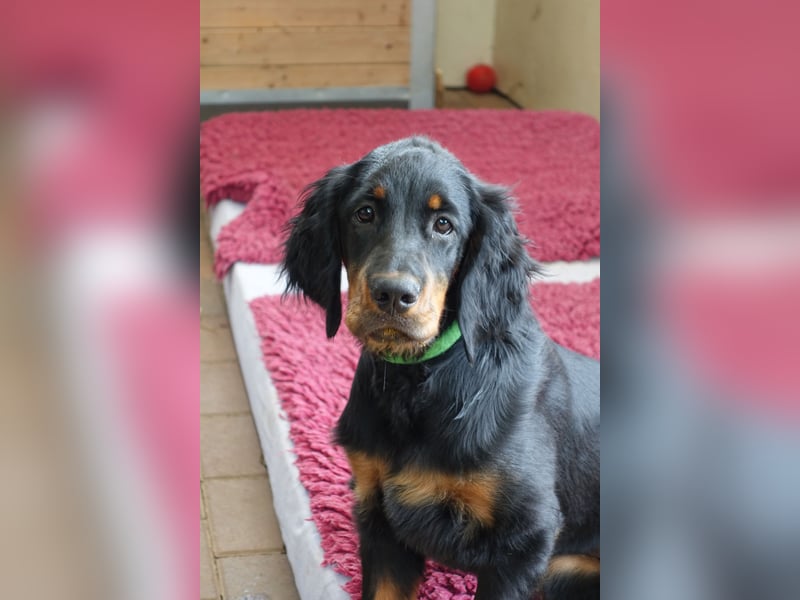 Gordon Setter Mädchen Sheila und Sally suchen nette Kuschelpartner