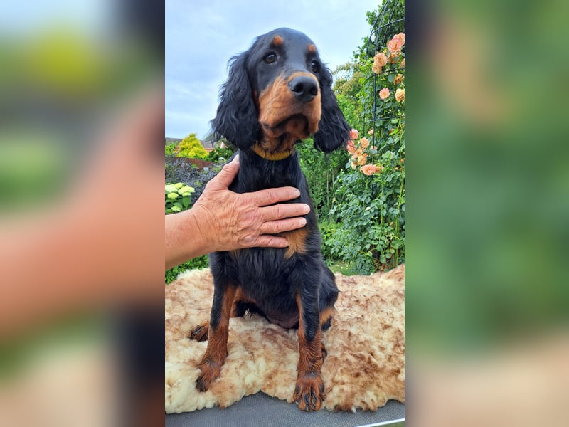 Gordon Setter Mädchen Sheila und Sally suchen nette Kuschelpartner