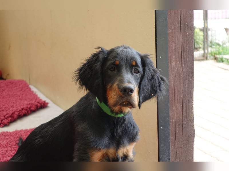 Gordon Setter Mädchen Sheila und Sally suchen nette Kuschelpartner