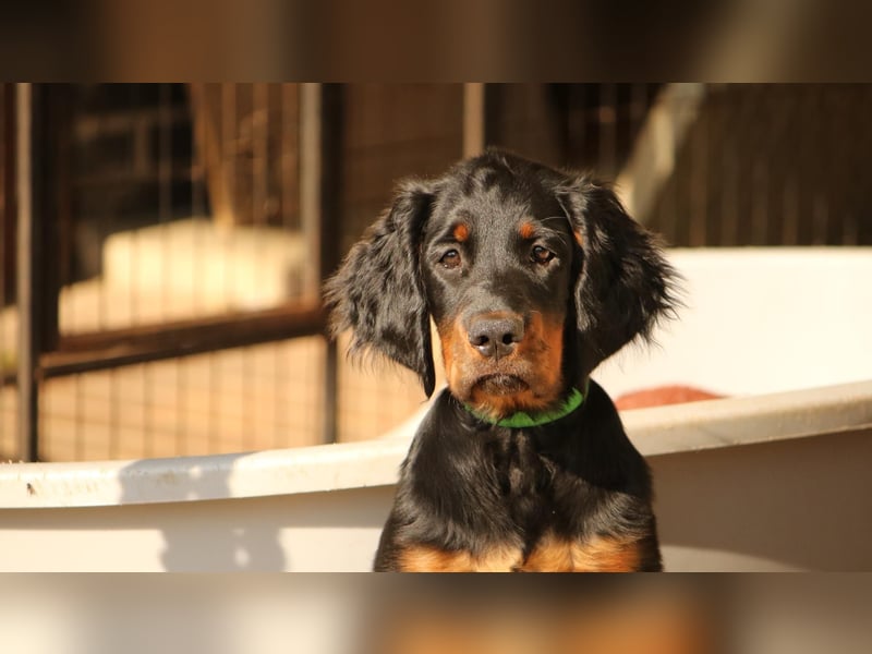 2 liebenswerte Gordon Setter aus Liebhaberzucht suchen Kuschelpartner